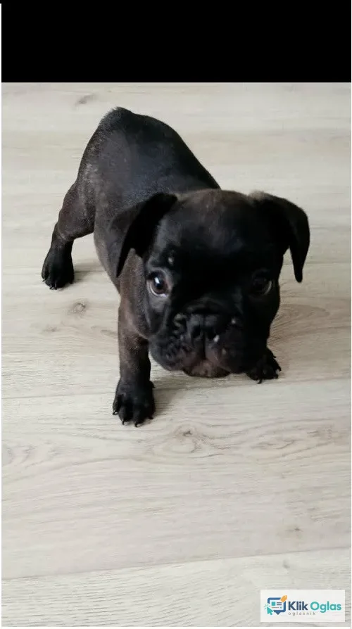 Francuski buldog štenci ! !
