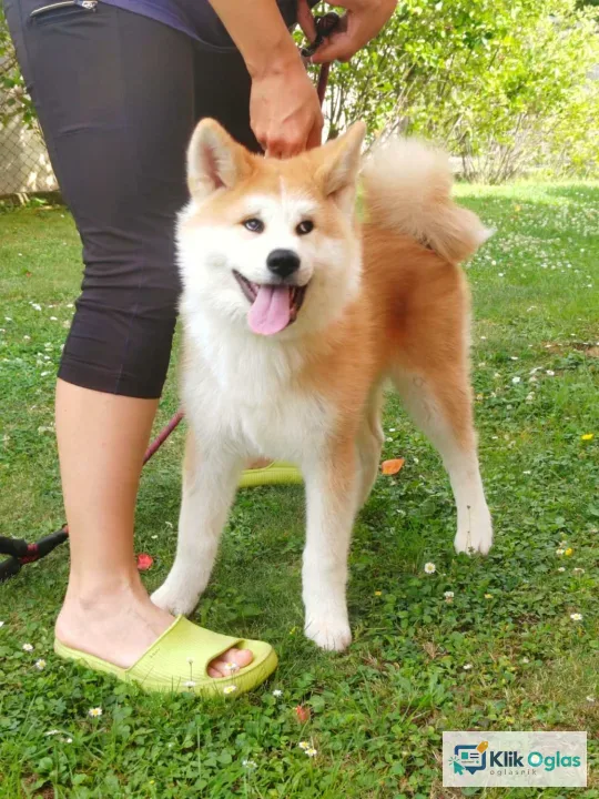 Akita Inu prelepi štenci