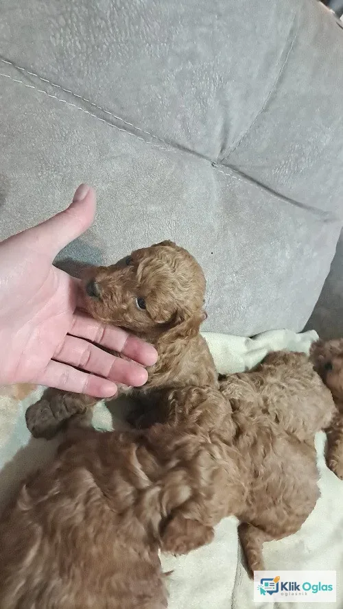 Crvena toj pudla ( Toy Poodle )