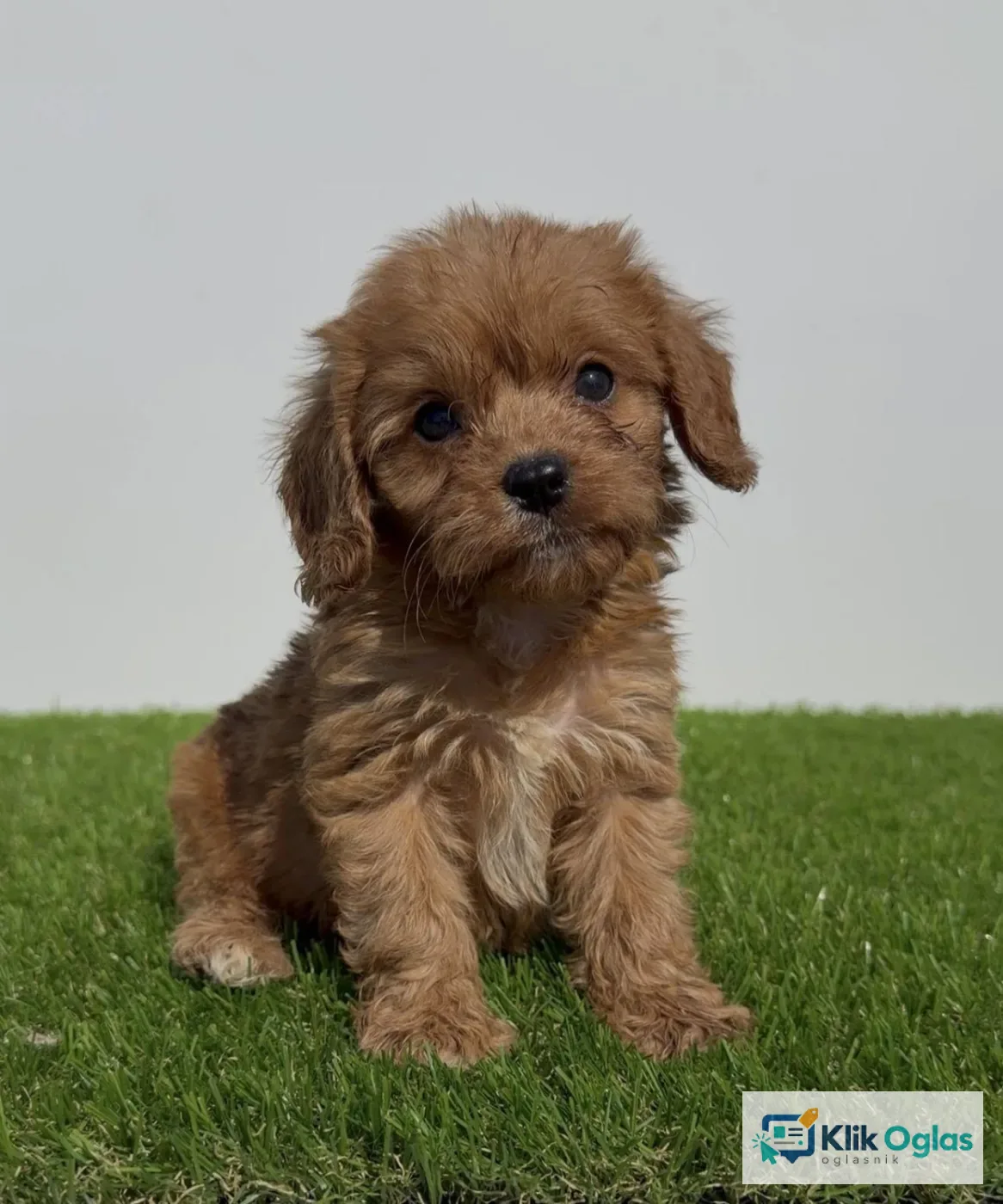 Cavapoo-Kavapu (cavalier king charles spaniel + pudla)