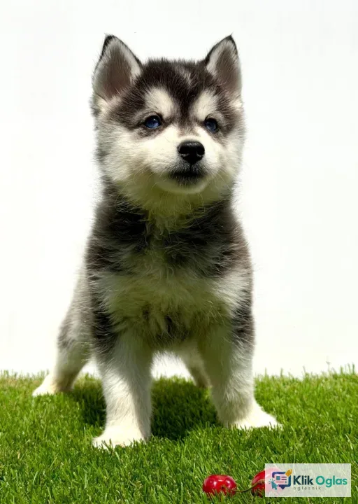 Pomsky-pomski (pomeranac + haski)