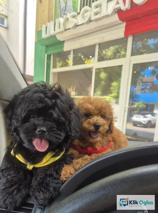 Pudle i maltipoo, prelepi štenci