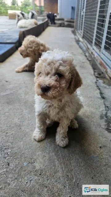 Lagotto Romagnolo, kvalitetni štenci