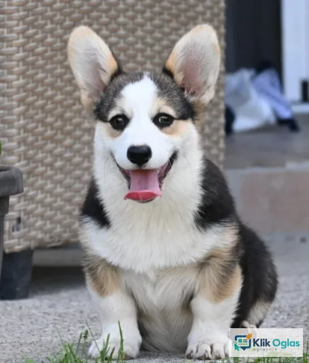 Velški korgi Welsh Corgi Pembroke stenci