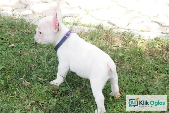 Francuski Buldog štenci