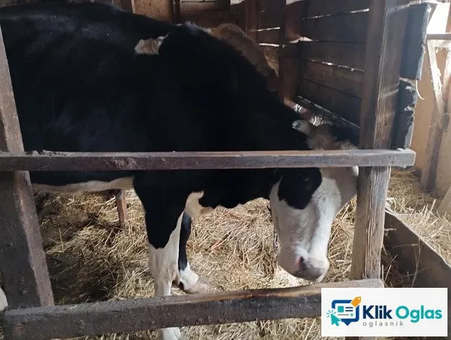 Prodajem kravu, crno-beli holštajn