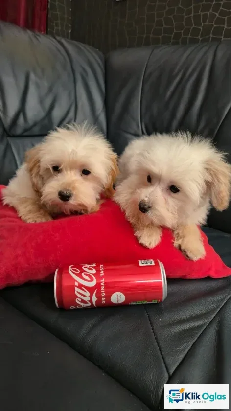 Maltipoo toy stenci, slika 1