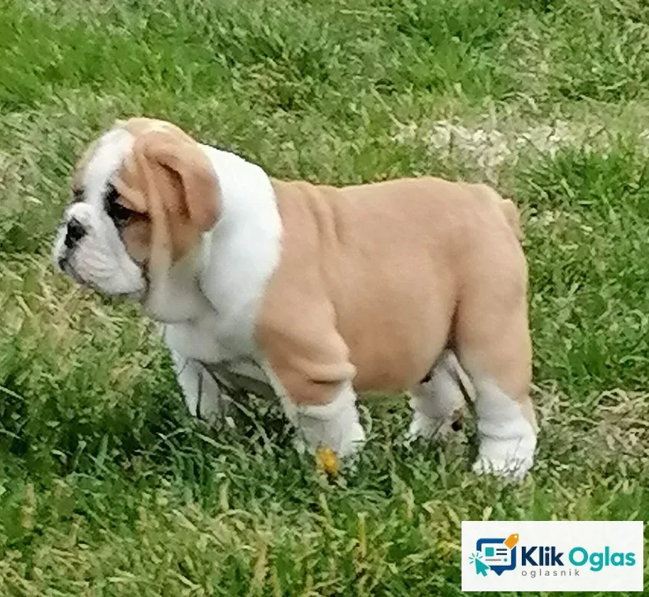 Engleski buldog štenci, slika 1