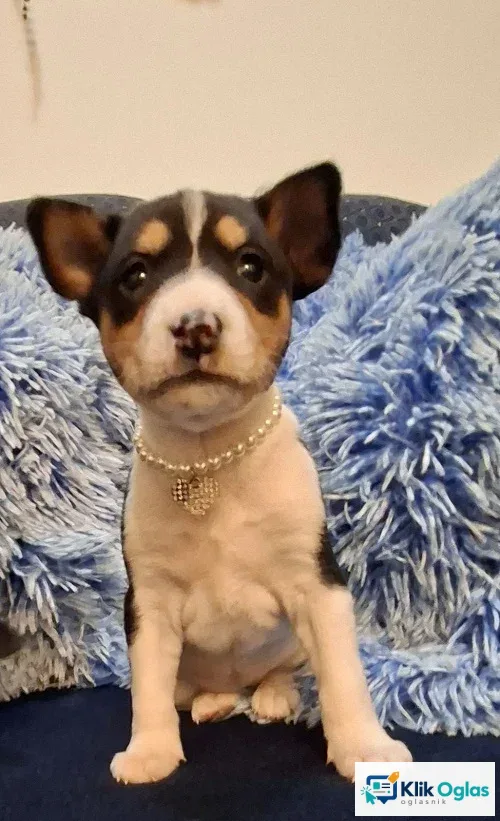 BASENJI štenci, slika 1