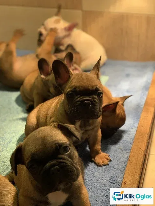 Francuski buldog "Od kuce don", slika 1