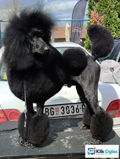 Vrhunsko leglo VELIKIH PUDLI