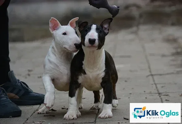 Mini bull terijer