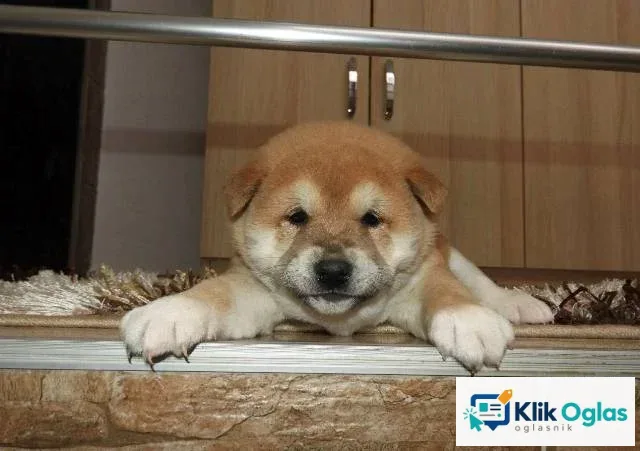 Shiba Inu, TOP štenci, slika 1