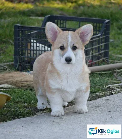 Velški Welski Korgi Corgi Pembrok