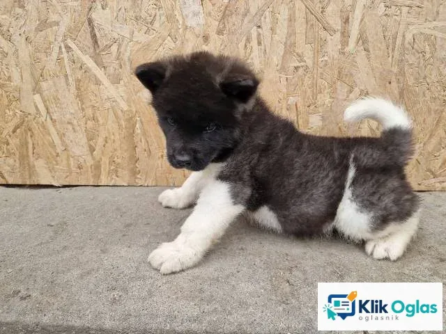 Američka Akita štenci