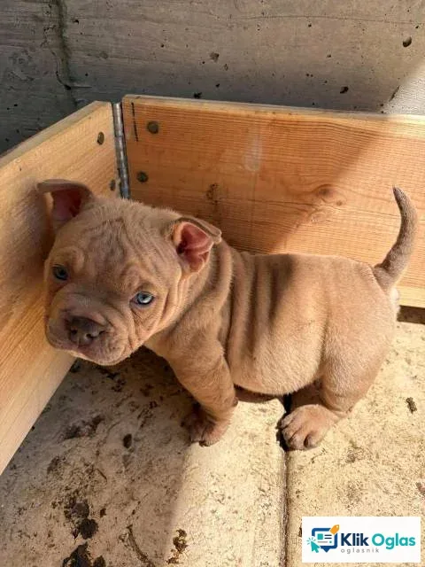 American bully exzotik-mikro štenci