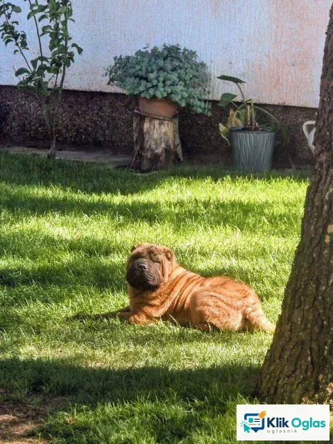 Šar Pej štenci, slika 1