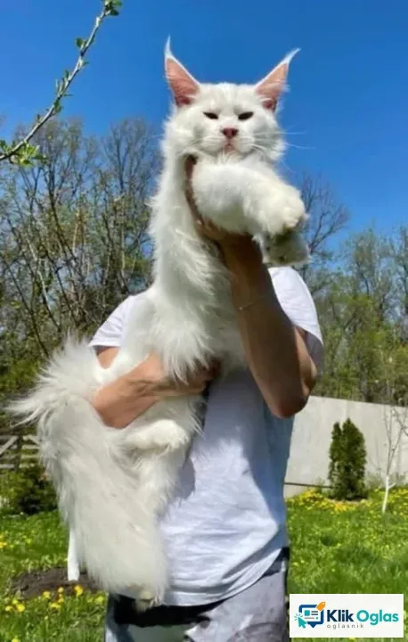 Maine Coon mačići