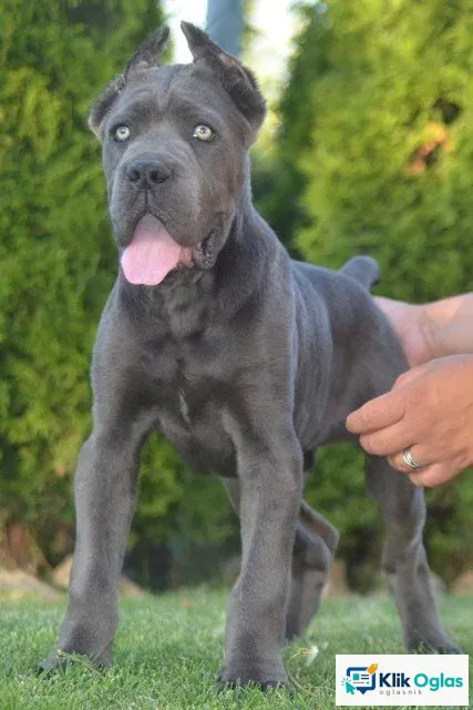 Cane Corso, vrhunski štenci