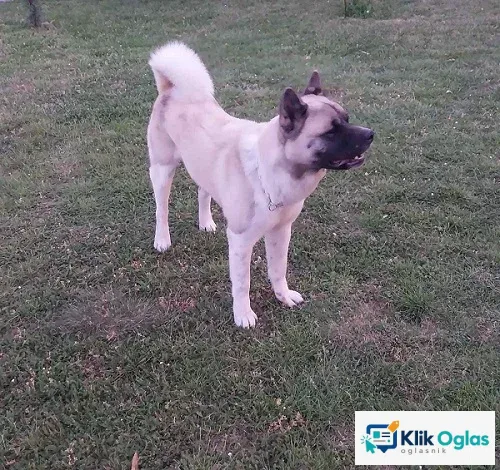 Američka akita, parenje, slika 1