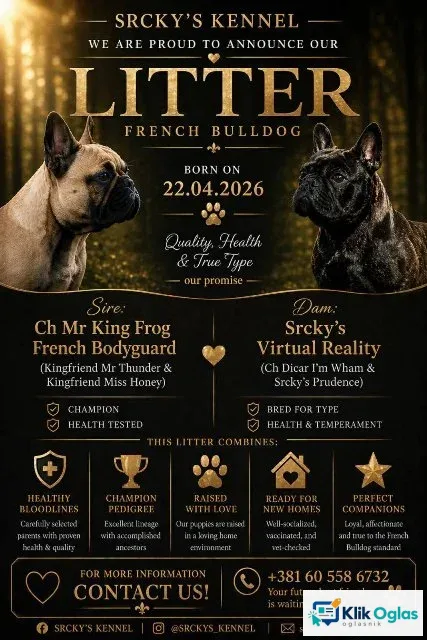 Francuski buldog, štenci, slika 1