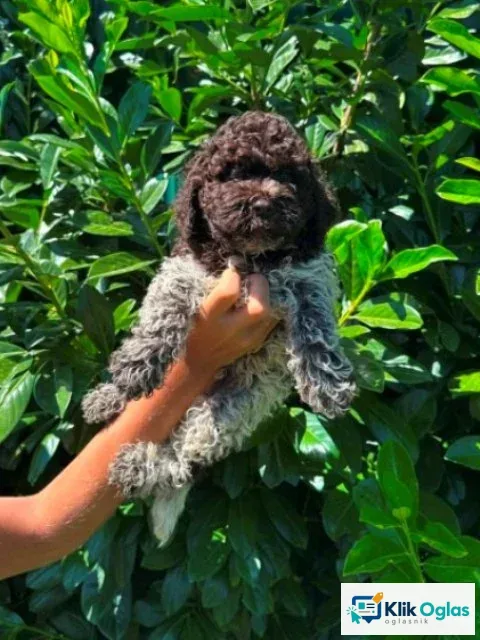 Lagotto Romagnolo štenci