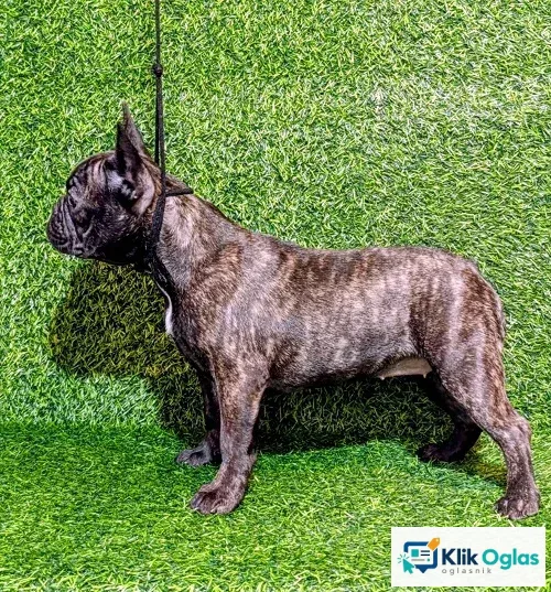 FRANCUSKI BULDOG - žensko štene