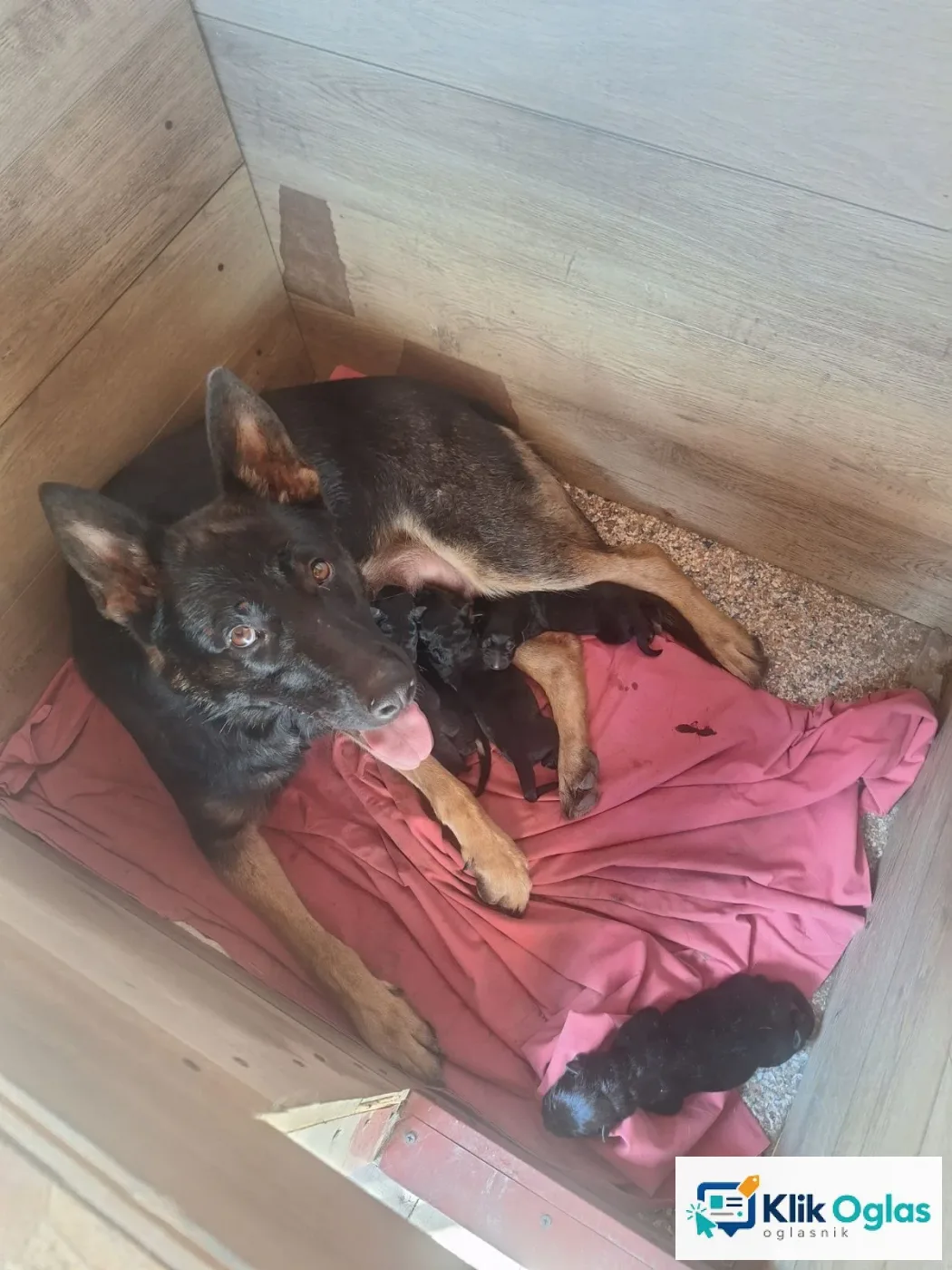 Radni Nemacki ovcari na prodaju — Beograd, slika 1