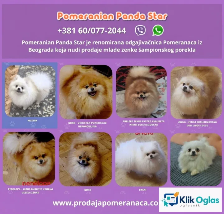Renomirana odgajivačnica pomeranaca prodaje ženke